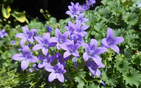 Urocze, fioletowe dzwonki, piękne campanula odmiany, kwitną na tle zielonych liści.