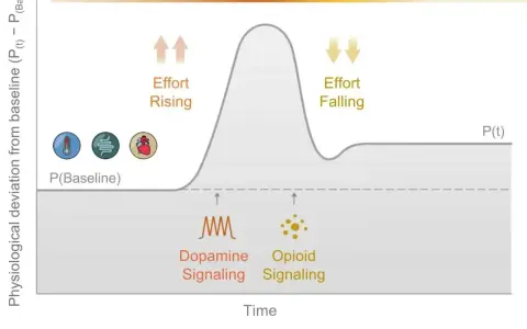 Wykres pokazuje, jak dopamina i serotonina wpływają na motywację i wysiłek. Wzrost dopaminy sygnalizuje motywację, a jej spadek wiąże się z ulgą.