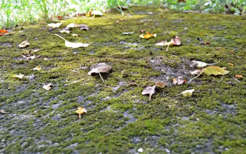 Sentier envahi par la mousse et les feuilles mortes. Idéal pour apprendre comment détruire la mousse dans une cour.