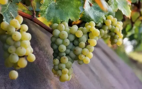 Reife Trauben der Silvaner Rebsorte hängen an einem Rebstock.