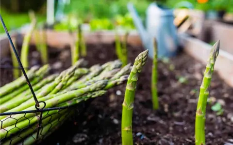 Asparagi freschi raccolti in un cesto, con la pianta di asparagi che spunta dal terreno in un orto.