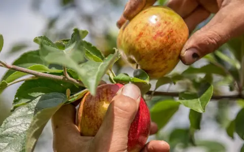 Hände pflücken reife Äpfel vom Baum. Die Frage "wann ist Apfelernte?" wird hier beantwortet: jetzt!