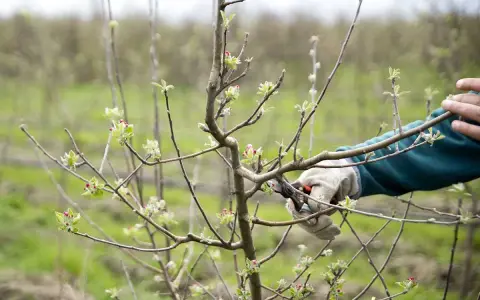 Ręka w rękawiczce przycina gałąź młodej gruszy. Widać pąki kwiatowe i liście.