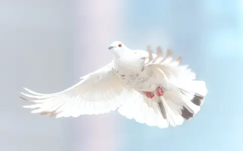 Biały gołąb w locie, symbol nadziei i modlitwy o uwolnienie od przekleństwa.