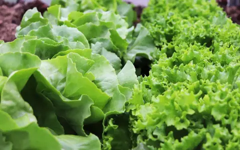 L'insalata fresca cresce rigogliosa, con foglie verdi e ondulate. Il corretto piantare insalata distanza garantisce una crescita sana e abbondante.