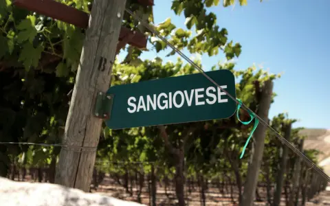 Schild mit der Aufschrift "SANGIOVESE" in einem Weinberg. Diese Rebsorte ist die Grundlage für den berühmten Chianti.