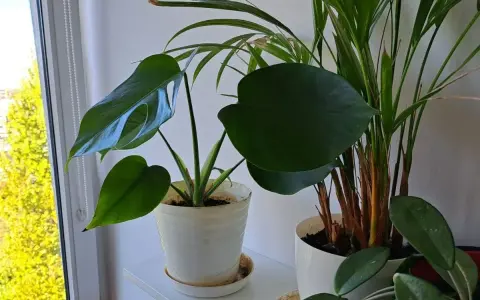 Kwitnąca monstera: Rzadki cud czy realny cel w domu?
