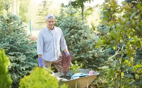 Starszy pan z taczką pełną roślin, gotowy do pracy w ogrodzie. Dobre gardening tips to podstawa pięknego ogrodu.