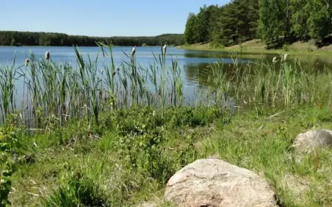 Spokojne jezioro Czarne na Kaszubach, otoczone trzcinami i lasem. Woda odbija błękitne niebo.