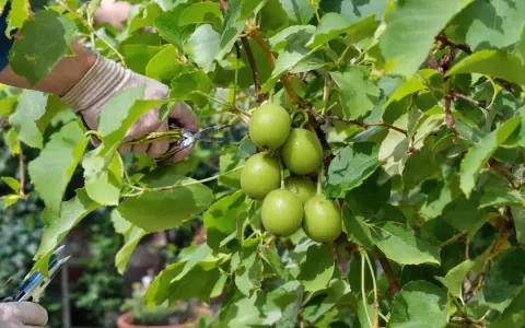 Main verte tenant des ciseaux pour la taille du kiwi en hiver, près de fruits verts sur une branche feuillue.