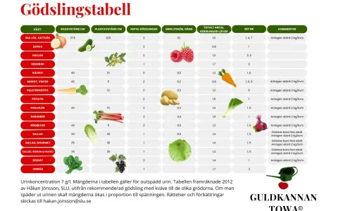 Tabell visar gödsling av grönsaker med urin. Gurka behöver 3 gödslingar, 0,1 liter per gång. Guldvatten till gurka ger bra skörd.