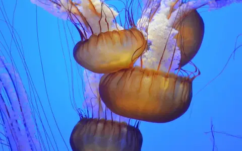 Meduse strane con ombrelli ambrati e lunghi tentacoli viola danzano in un blu profondo.
