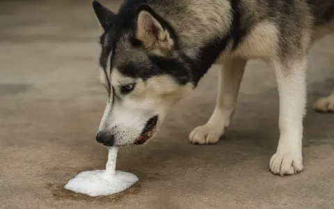 Pies rasy husky je trawę i wymiotuje pianą.