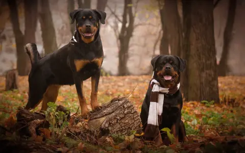 Dwa rottweilery w jesiennym lesie, jeden stoi na pniu, drugi siedzi w szaliku.