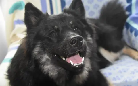 Un chien noir aux yeux vifs, la gueule ouverte, montre ses dents. Il semble heureux, mais pourquoi un chien claque des dents ? Peut-être est-il excité ou a-t-il froid.