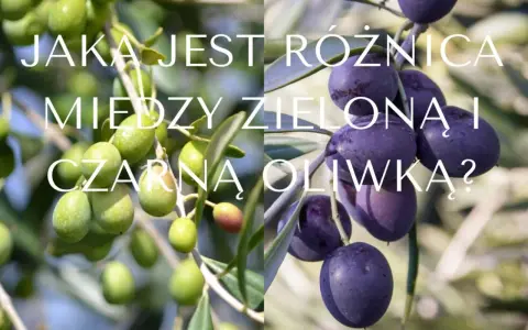 Dwa pnie drzew oliwnych z owocami w różnych kolorach: zielone i ciemnofioletowe. Różnice w kolorach oliwek.
