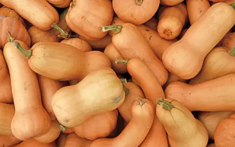 Gros plan sur des potimarrons et des courges butternut. Idéal pour savoir quand planter potimarron et butternut.