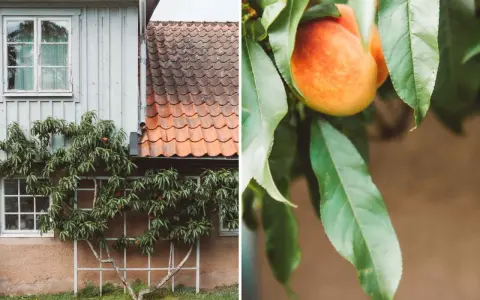 En persikoträd klättrar på en vägg vid ett hus, med mogna persikor som hänger bland bladen. Krussjuka persika kan drabba trädet, men här ser det ut att frodas.