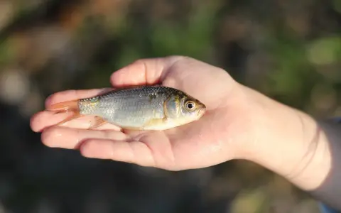 Mały karaś w dłoni, być może najlepsza przynęta na karasia.