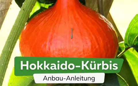 Ein leuchtend orangefarbener Hokkaido-Kürbis wächst an seiner Pflanze. Die Anleitung zum Anbau von Hokkaido-Kürbissen ist im Bild zu sehen.