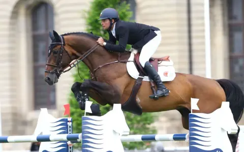 Un cavalier et son étalon bondissent par-dessus un obstacle. L'étalon, fier et puissant, montre sa forme athlétique.