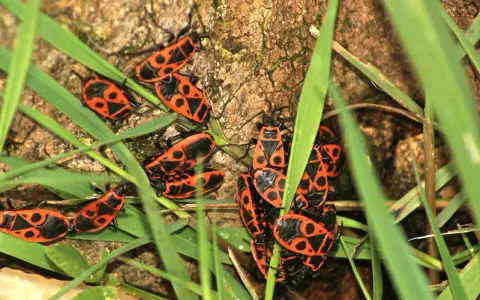 Un groupe d'insectes rouges et noirs, ressemblant à des gendarmes, se rassemble sur de l'herbe verte près d'un tronc d'arbre.