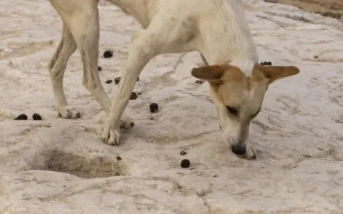 Un chien blanc et brun renifle le sol rocailleux, entouré de crottes. Il cherche peut-être une explication au mystère : pourquoi mon chien mange les crottes de chat ?
