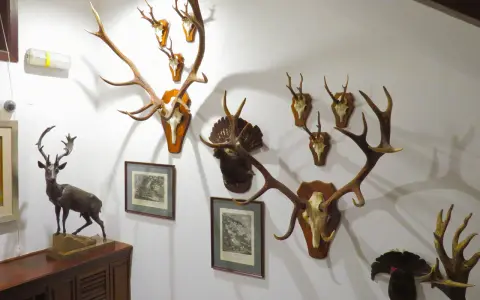 Muzeum Łowiectwa i Jeździectwa Warszawa: Darmowy piątek, co zwiedzić?