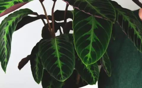 Calathea warscewiczii z ciemnozielonymi liśćmi i jaśniejszymi, zielonymi wzorami. Spód liści jest bordowy.