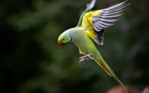 Parrocchetto monaco in volo, ali spiegate, piume gialle e verdi vivaci, un vero spettacolo di carattere.