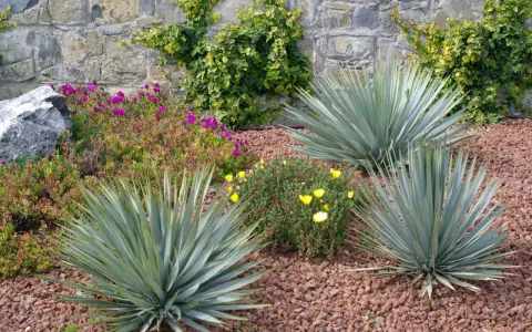 Jardin sec avec yuccas, fleurs violettes et jaunes, et mur de pierre. Une belle idée jardin sans pelouse.