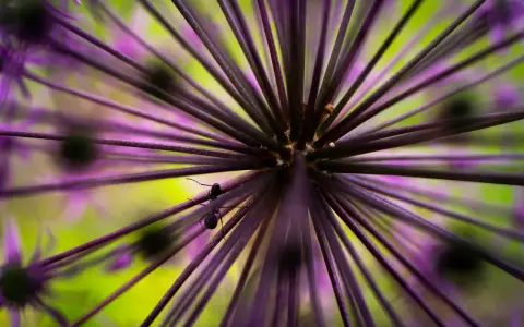 Une fourmi explore une fleur d'ail ornementale en mode macro. Les rayons violets et le fond vert vif créent un univers miniature fascinant.