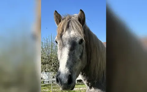 Ein graues Camargue Pferd blickt neugierig in die Kamera. Der Himmel ist blau, im Hintergrund ein Baum und ein Wohnwagen.