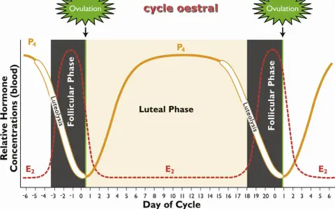 Graphique du cycle oestral d'une jument montrant les variations hormonales. Le corps jaune persistant est représenté par la courbe P4.