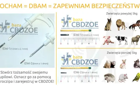 Ile kosztuje chip dla psa? Sprawdź ceny i ukryte koszty czipowania