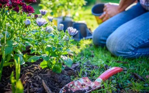 Gardener planting perennials in a sunny garden. A trowel lies in the soil next to blooming flowers.