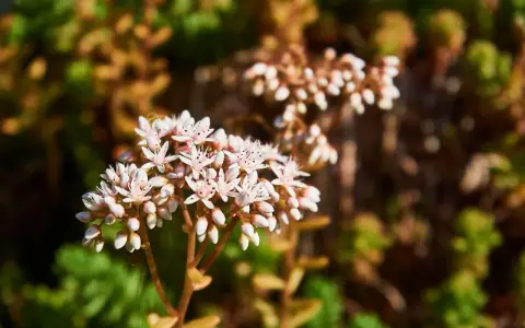 En klase av små, vita blommor från en vit fetknopp, med gröna och bruna blad i bakgrunden.