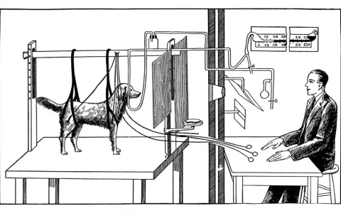 Illustration d'un chien de Pavlov suspendu, relié à des appareils, observant un homme en blouse qui manipule des commandes.