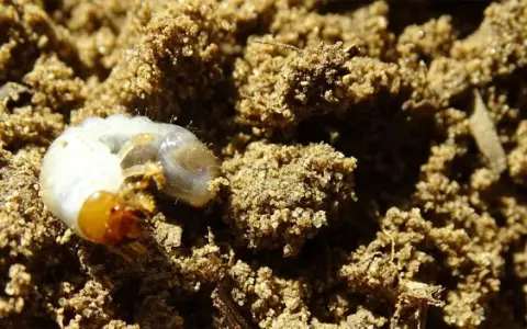 Un gros ver blanc, une larve de hanneton, se cache dans la terre meuble.