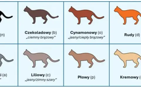 Devon rex liliowy – niezwykła kolorystyka i cechy tej rasy