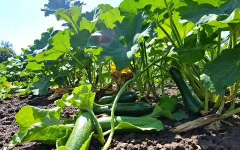 Courgettes vertes mûres sous de grandes feuilles, témoignant de la **durée de vie d'un plant de courgette** et de sa générosité.