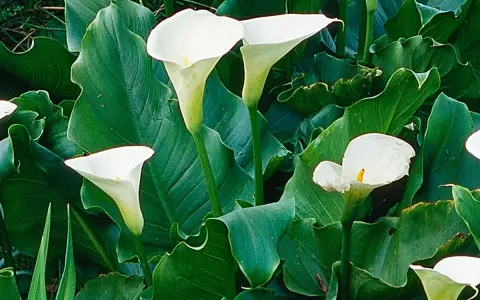 Arums en pot extérieur, leurs élégantes corolles blanches se dressent fièrement parmi de luxuriantes feuilles vertes.