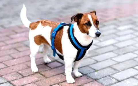 Jack Russell w niebieskich szelkach, gotowy na spacer. Proste wskazówki, jak założyć szelki dla psa, pomogą Ci szybko przygotować pupila.