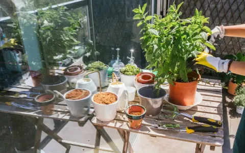 Förbereder för att odla majs i kruka. En person med gula handskar planterar en grön växt. Bordet är fullt av krukor, jord och trädgårdsredskap.