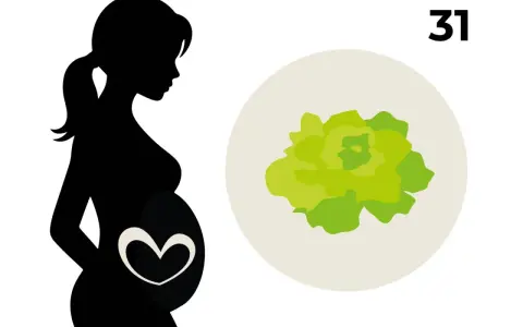 Silhouetten einer schwangeren Frau mit einem Herzsymbol auf dem Bauch. Daneben eine Illustration eines Kopfsalats, der das Baby in der 31. SSW symbolisiert.