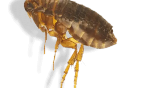 Gros plan d'une puce, un parasite tenace. Idéal pour illustrer un produit anti puce maison efficace.