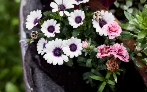 Flores para cementerio naturales: margaritas blancas con centro morado y claveles rosados, algunas marchitas, en un recipiente oscuro.