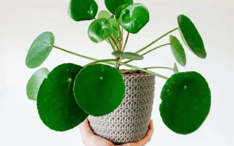 Una mano sostiene una planta de dinero con hojas redondas y verdes en una maceta tejida. Ideal para saber donde colocar la planta del dinero.