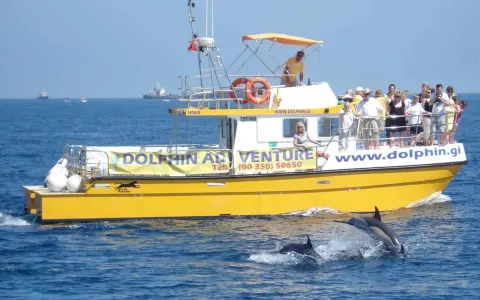 Gelbe Touristenboot "Dolphin Adventure" vor Gibraltar, Delfine springen aus dem Wasser.