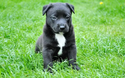 Czarny szczeniak z białą plamką na piersi siedzi na trawie. Wygląda na lekko smutnego, jakby miał puppy blues.